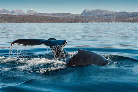 Whale Watching in Greenland – close to the marine mammals - [Visit ...