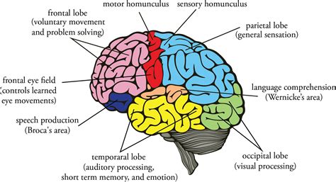 The Nervous and Endocrine Systems - MCAT Biology and Biochemistry