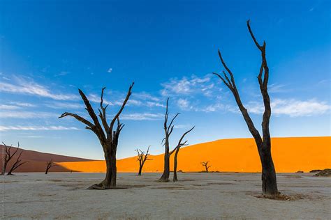 «Camel Thorn Trees At Deadvlei During Sunset Over Dunes, Namibia ...