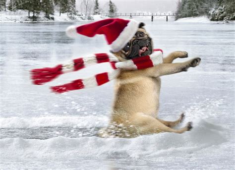 Funny Pug Christmas Card 'Pug Sliding On Ice' | Mops