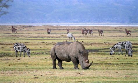 2 Days Ngorongoro crater and Lake Manyara safari | Tanzania Birding Tour