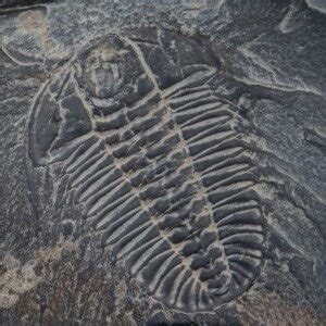 Burgess Shale Hikes - The Burgess Shale Geoscience Foundation