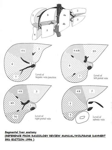 Liver segments – ULTRASOUNDPAEDIA