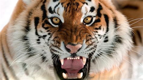 Tiger Roaring Wallpapers - Wallpaper Cave