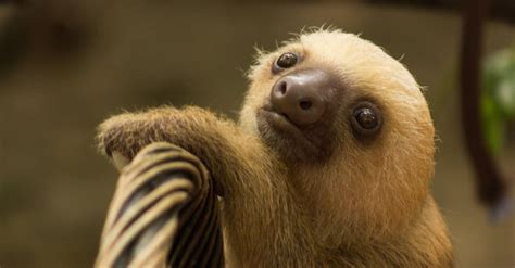 Baby Sloth: 5 Pup Pictures and 5 Facts - A-Z Animals