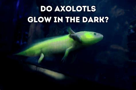 Gfp Albino Axolotl