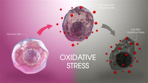 Oxidative Stress: Definition, Causes, And Treatment | Hello100