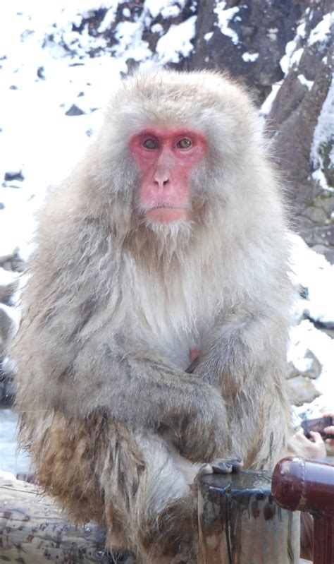 Hokkaido Kudasai: Snow Monkey Park