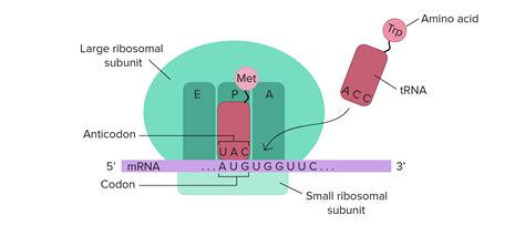 Genes to proteins: Central Dogma | BIO103: Human Biology