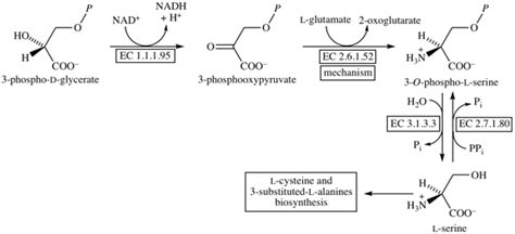 Serine Biosynthesis