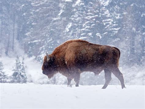 European Bison Bison Bonasus In Natural Habitat Stock Photo - Image of ...