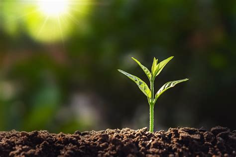 Premium Photo | Plant growth in farm with sunlight background