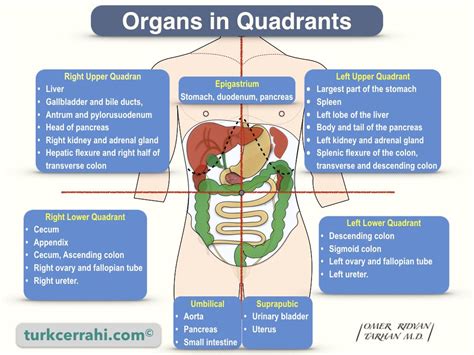 Pancreas Location Quadrant