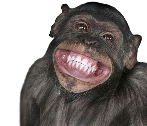 Monkey Smiling Meme