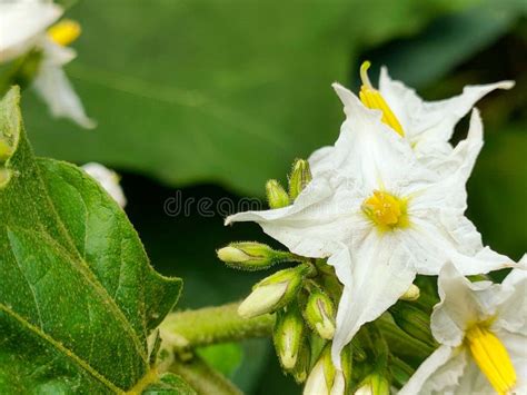 Solanum Torvum flower. stock image. Image of aromatic - 323824547