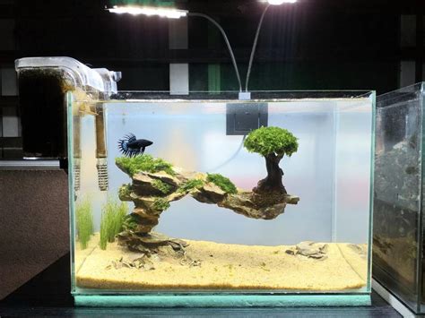 Aquarium fish tank setup aquascaped betta tank, Pet Supplies, Homes ...