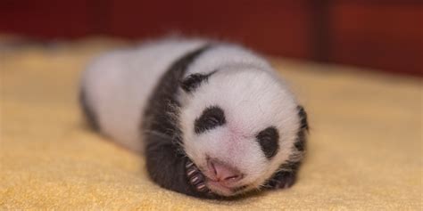 Top 5 ‘Aww’-Inspiring Giant Panda Cub Moments | Smithsonian's National ...