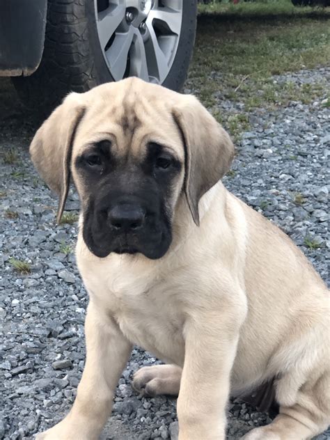 English Mastiff Puppies For Sale | Ellijay, GA #297895