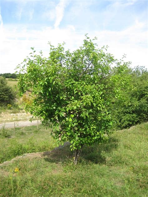 Purging Buckthorn - Tree Guide UK Purging Buckthorn tree identification