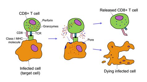 oligonucleotides | Betrayed by Nature: The War on Cancer