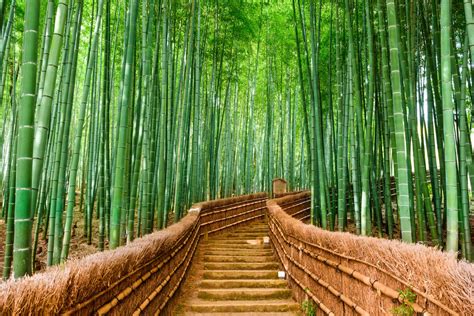 Trend Masa Kini Foret De Bamboo Arashiyama, Paling Top!