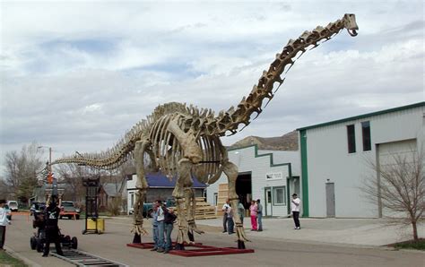 Seismosaurus Skeleton