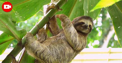 Why Do Sloths Live Life in Slow Motion?