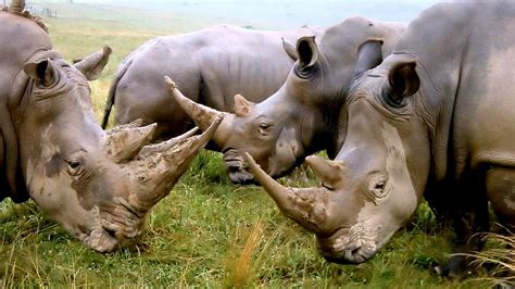 Why Is The Javan Rhinoceros Endangered - Danger Choices