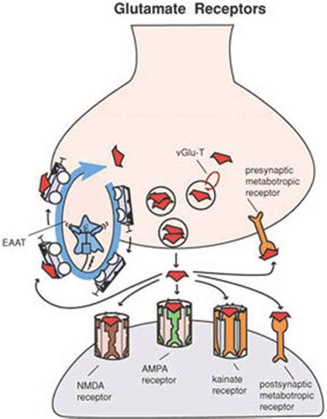 Glutamate receptors. Shown here are receptors for glutamate that ...