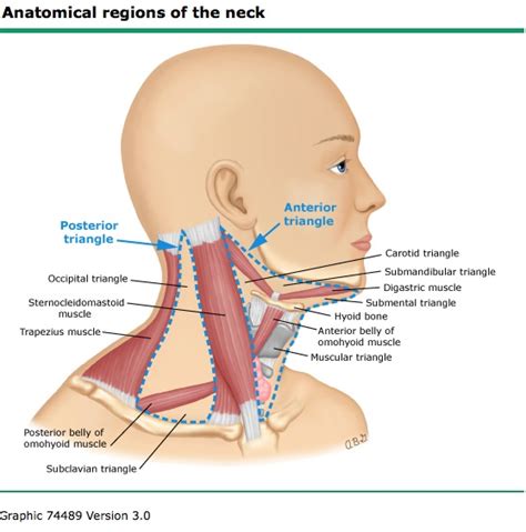 Supraclavicular Triangle