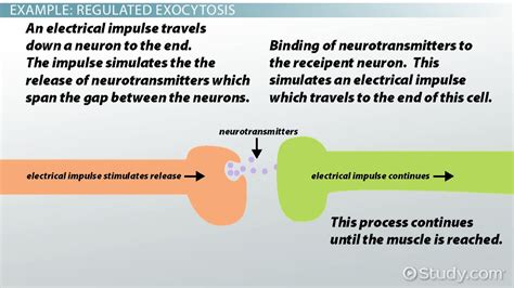 Exocytosis: Definition & Examples - Video & Lesson Transcript | Study.com