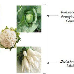 Different practices for control of fungal disease | Download Scientific ...