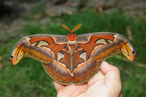 8 Amazing Facts About the Atlas Moth