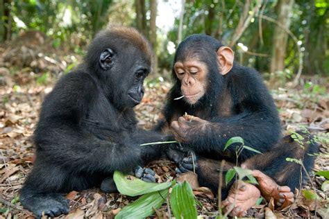 Heartwarming Friendship Between Orphaned Baby Gorilla and Chimpanzee is ...