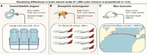 Figure 1 from The Mind of a Mouse | Semantic Scholar