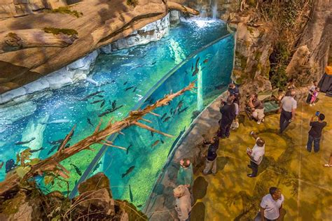 Aquarium and Fish Feeding | Memphis Attractions | Big Cypress Lodge