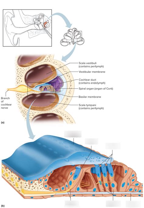 Organ of Corti Diagram Diagram | Quizlet