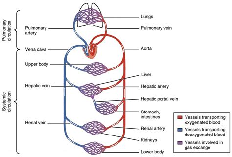 Structure and Function of Blood Vessels | Anatomy and Physiology II