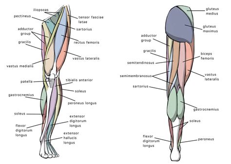 Leg Muscles Diagram Side View