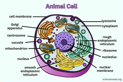 Animal Cell - Diagram, Organelles, and Characteristics