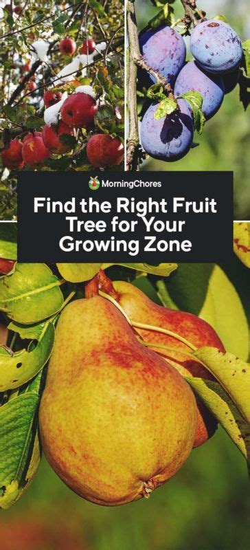 Find the right fruit tree for your growing zone – Artofit