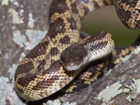 Texas Rat Snake | Alexandria Zoo