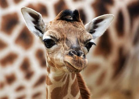 Guide to Giraffe Species: How Many Types of Giraffes Are There ...