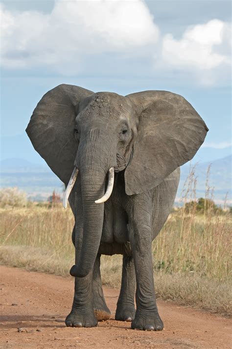 File:African Bush Elephant.jpg - Wikipedia