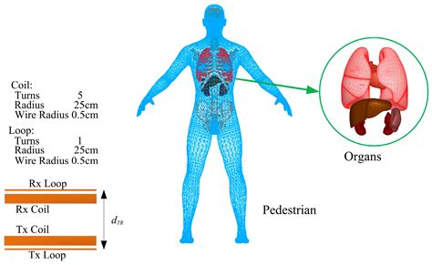 IJERPH | Free Full-Text | Human Exposure to Electromagnetic Fields from ...