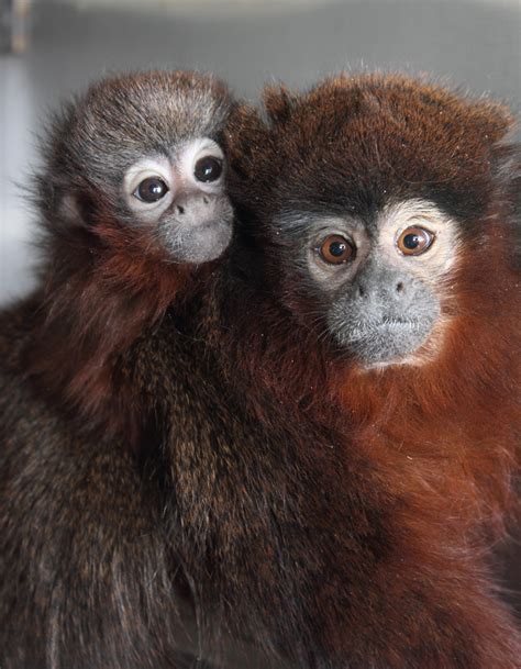 Titi monkey father and infant - California National Primate Research Center