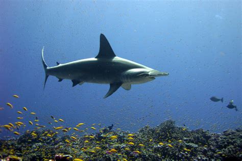 Scalloped Hammerhead Sharks - Facts and Conservation | Endangered