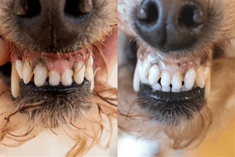 How to Treat Canine Gingivitis with Home Remedies - Naturally Made Mom