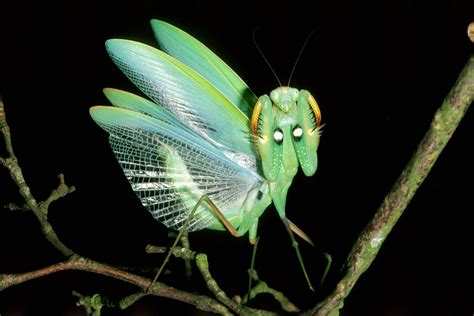 Awesome Ears: The Weird World of Insect Hearing | Scientific American