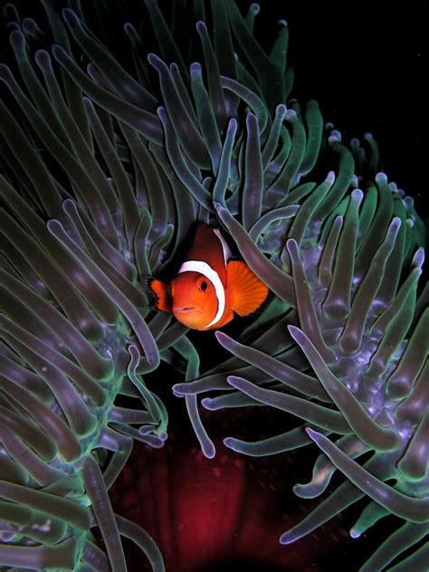 File:Amphiprion ocellaris (Clown anemonefish) in Heteractis magnifica ...